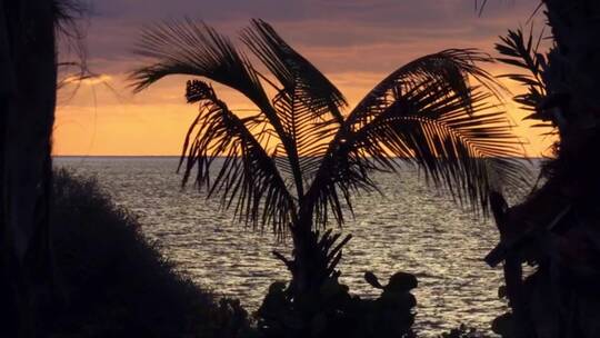 海边的棕榈树 (2)视频素材模板下载