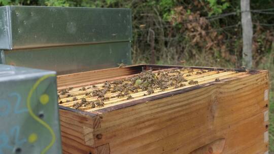 采集蜂蜜割蜂蜜