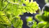 阳光下的绿色植物叶子特写高清在线视频素材下载