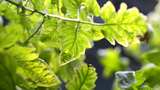 阳光下的绿色植物叶子特写高清在线视频素材下载