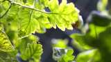 阳光下的绿色植物叶子特写高清在线视频素材下载