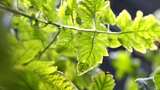 阳光下的绿色植物叶子特写高清在线视频素材下载