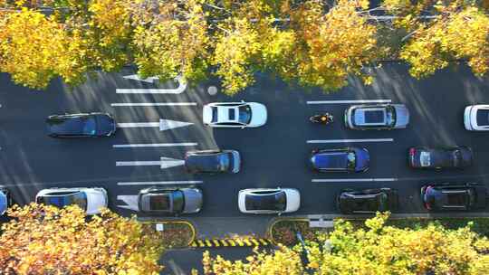 城市街道  梧桐大道  金色梧桐树