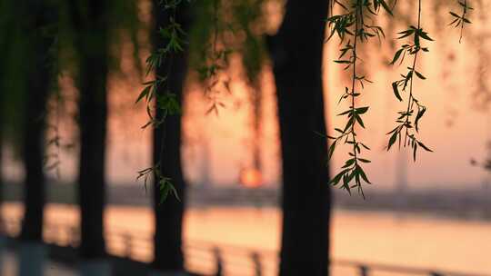 春天垂柳枝条发芽夕阳公园背景