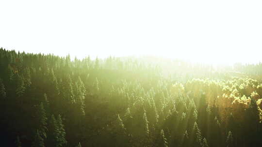 山地日落阳光在茂盛的森林中穿过树木