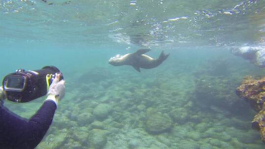 水下拍摄的海狮