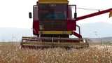 农业机械化 麦田收割高清在线视频素材下载