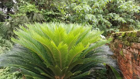 绿色植物特写镜头