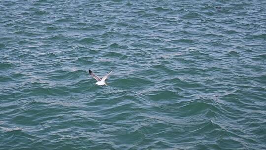 波涛汹涌的大海和飞翔的海鸥慢镜头自然风光