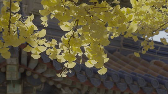 北京秋天 古建筑秋景 秋天银杏