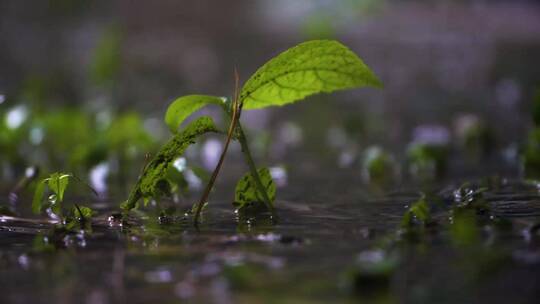 写意简约大气雨打树叶实拍素材