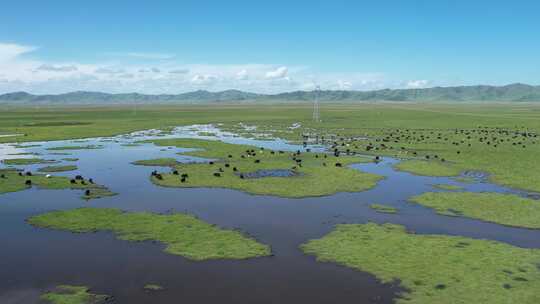 四川阿坝州若尔盖大草原湿地航拍自然风光