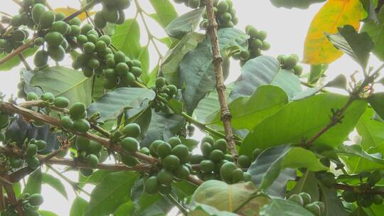 拍摄热带地区生长的咖啡浆果