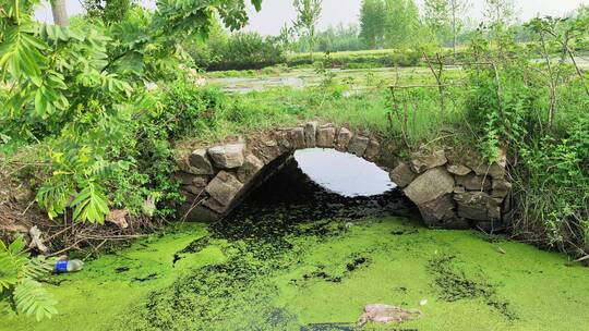 疫情城市农村街道菜园春天绿色植物