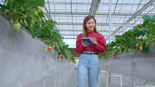 年轻的女子在果园拿着手机检查栽培草莓胚珠