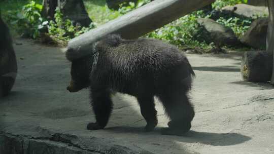 2023广州动物园游览棕熊灰熊黑熊视频素材模板下载