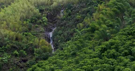 江南竹林竹海竹山竹叶