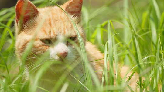 春天草丛中的流浪猫橘猫狸花猫