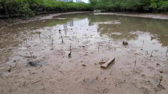 海湾滩涂上的跳跳鱼航拍