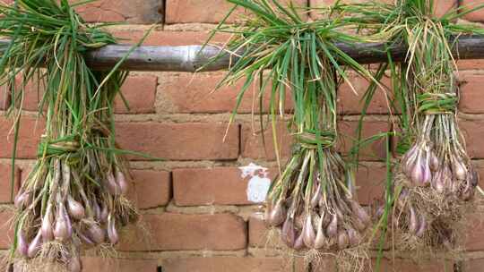 葱 百合科 多年生草本植物