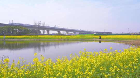 杭州临平春天油菜花花田高铁驶过