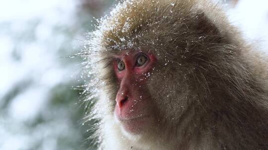 猕猴在下着雪的公园