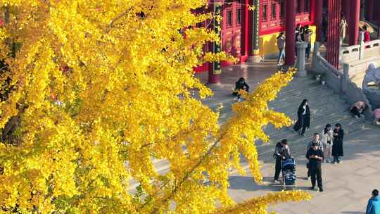 长沙洗心禅寺银杏航拍