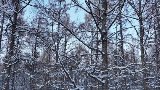 大兴安岭森林雪景松树林雪松树挂