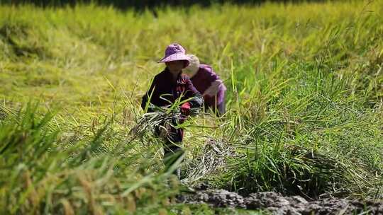 农民在收割稻谷