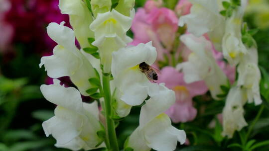 蜜蜂飞舞采花粉采蜜 金鱼草花丛中