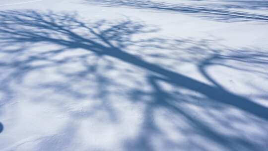 雪地中树影斑驳的唯美景象