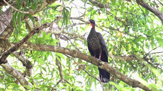 哥斯达黎加森林里的鸟类
