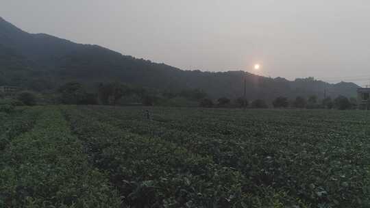 航拍茶园宣传视频素材