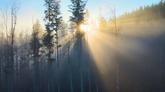 光线透过的树林美丽景色
