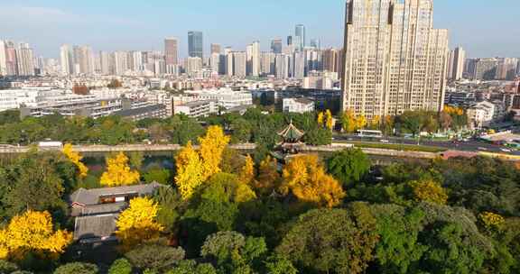 美丽成都望江楼公园的秋天金黄的银杏城市