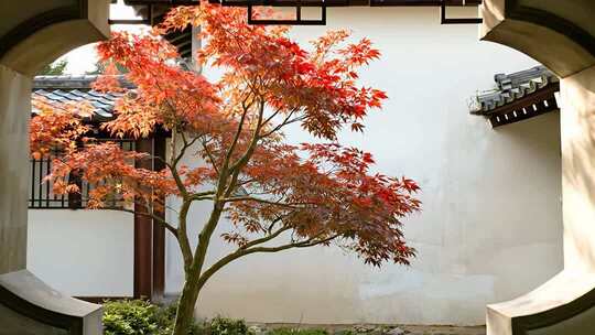 秋分枫树唯美风园林视频