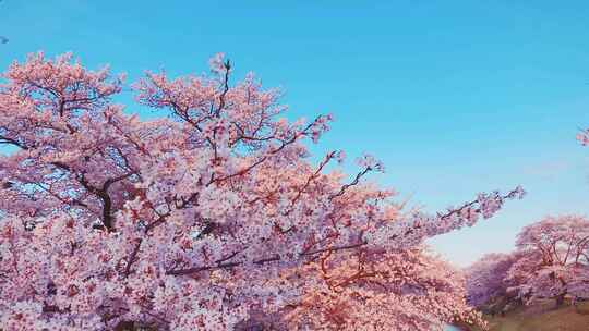 春天立春美丽的樱花粉色盛开