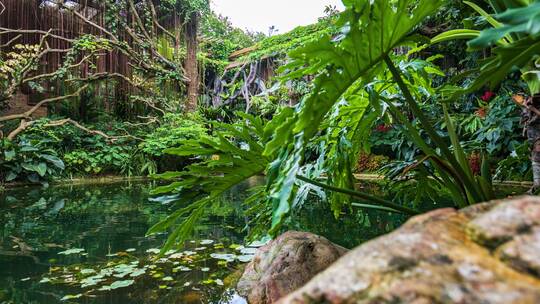 南宁青秀山荫生植物园