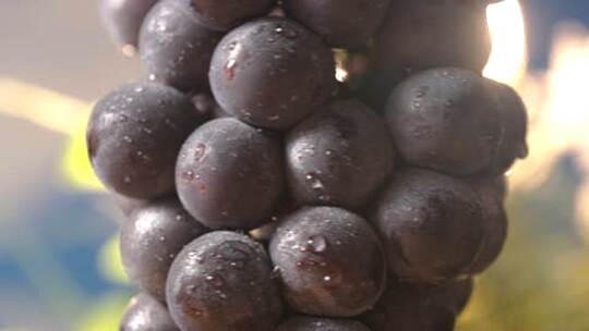 带水珠的紫葡萄特写漫动作高清在线视频素材下载