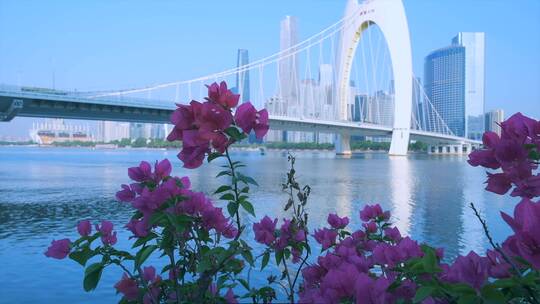 珠江滨江公园鲜花与猎德大桥城市风光