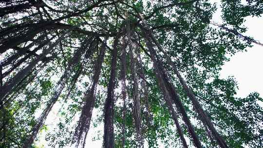 南宁南湖公园景色树木