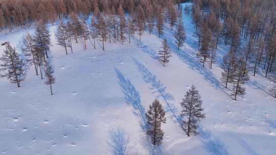 航拍雪原松林风景