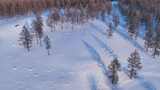 航拍雪原松林风景高清在线视频素材下载