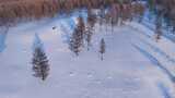 航拍雪原松林风景高清在线视频素材下载