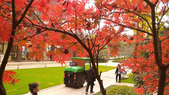秋天红色的枫叶鸡爪槭季节