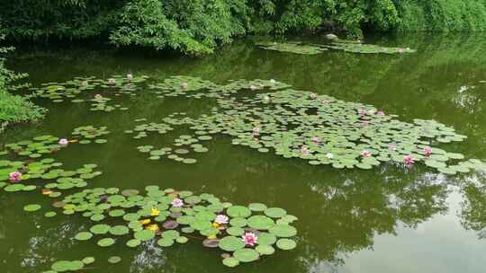 夏天池塘盛开的睡莲花实拍