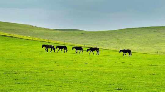 内蒙古大草原马群航拍