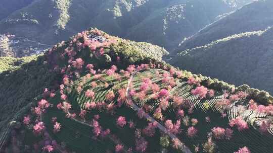 无量山樱花谷 满山樱花