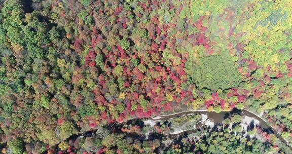 秋季山区枫红柞黄景色