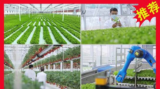 温室大棚内蔬菜种植场景